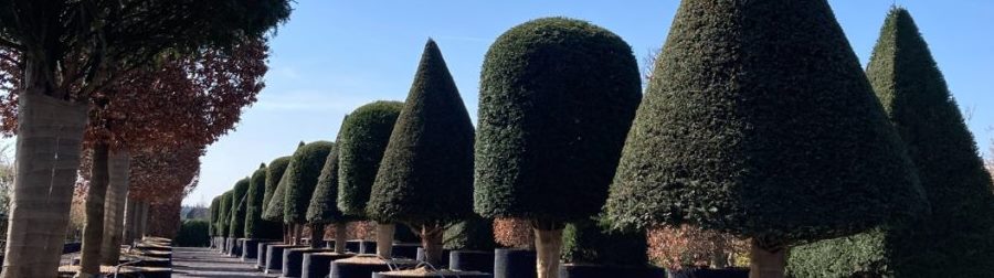 STN02 Bomen speciaal 900 252