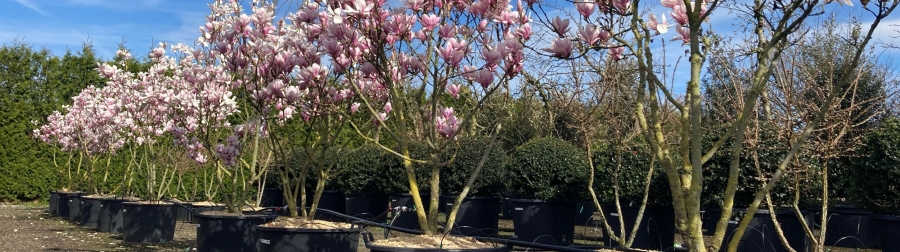 STN04 magnolias 900 252